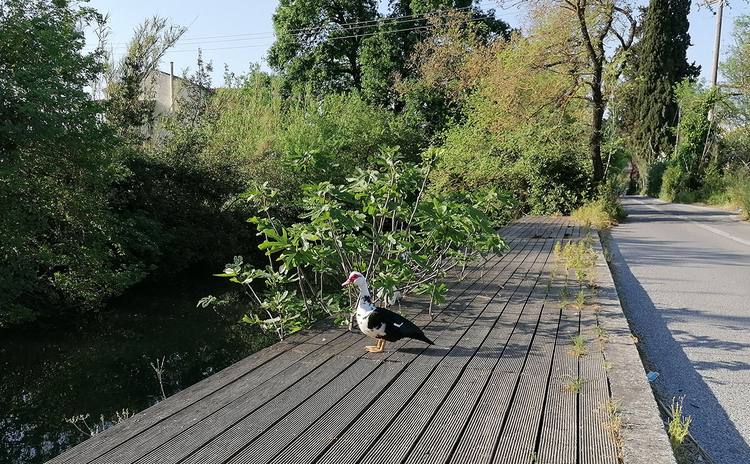 Wooden walkway beside green woodland in Corfu