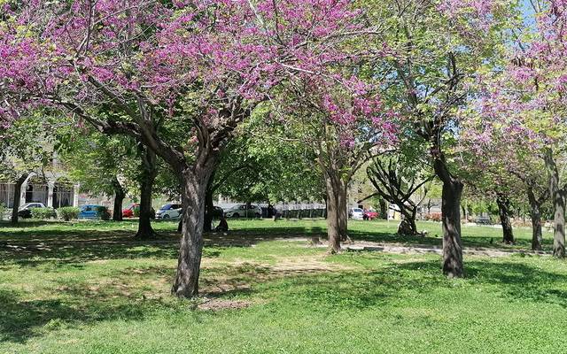 Flowering trees in a Corfu park