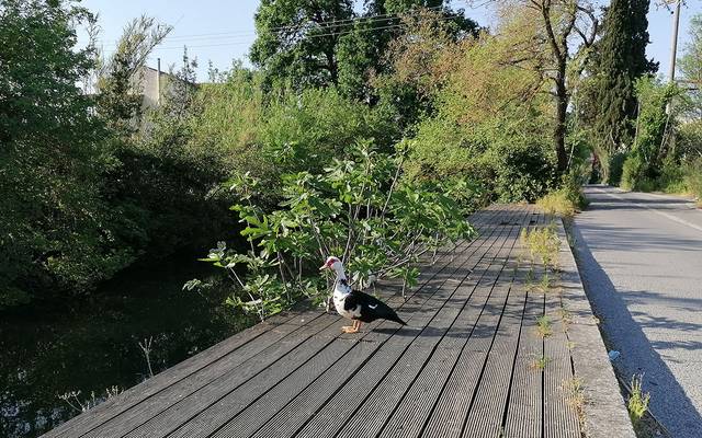 Wooden walkway beside green woodland